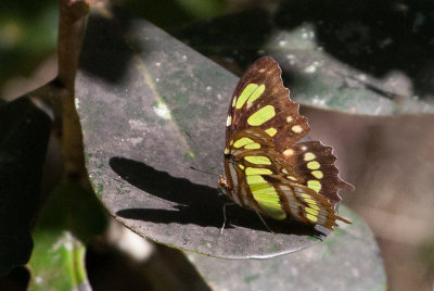 Siprota stelenes / Malachite butterfly (Porto Rico)