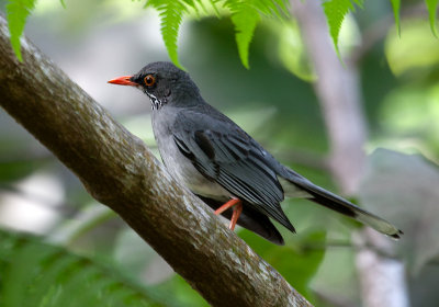 Merle vantard - Red-legged Trush