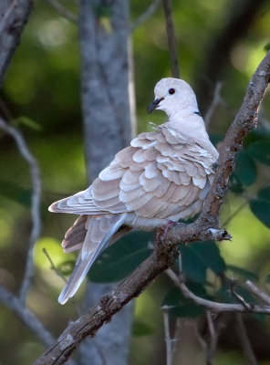 Tourterelle rieuse - Ringed Turtle-dove