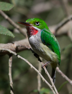 Todier de Porto Rico - Puerto Rican Tody