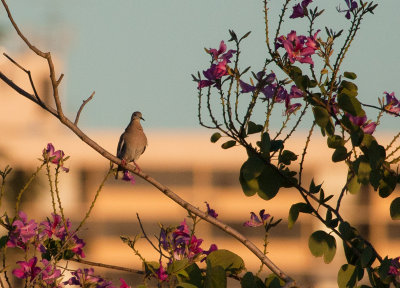 Tourterelle à ailes blanches - White-winged Dove
