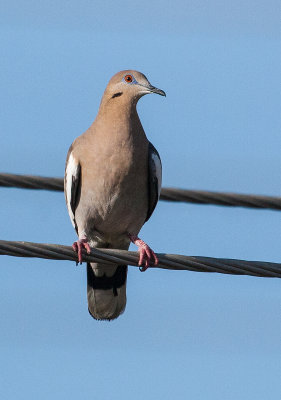 Tourterelle à ailes blanches - White-winged Dove