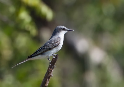 Tyran gris - Grey Kingbird