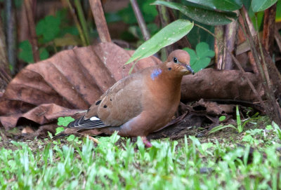 Tourterelle  queue carre - Zenaida Dove