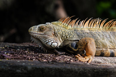 Iguane