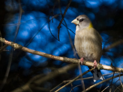 Grosbec errant / Hesperiphona vespertina / Evening Grosbeak