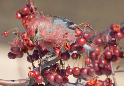 Durbec des sapins / Pinicola enucleator / Pine Grosbeak