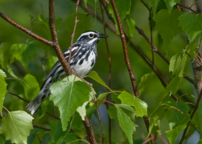 Paruline noir et blanc / Mniotilta varia / Black-and-white Warbler