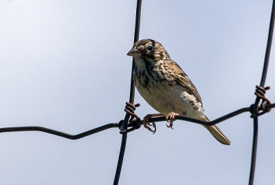 Bruant vespral / Pooecetes gramineus / Vesper Sparrow