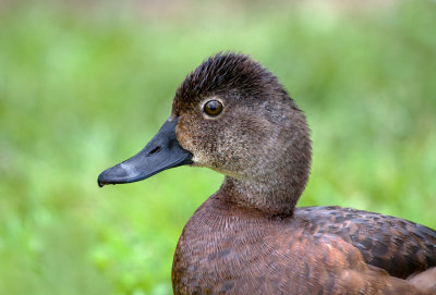 Fuligule  collier / Aythya collaris / Ring-necked Duck - femelle