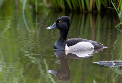 Fuligule  collier / Aythya collaris / Ring-necked Duck