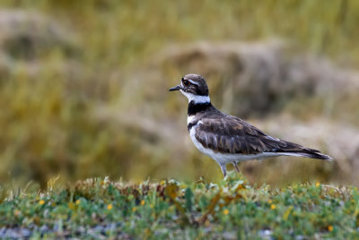 Pluvier Kildir - Charadrius vociferus - Killdeer Plover