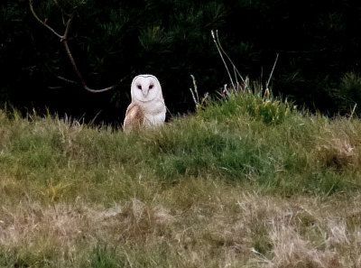 Barn Owl