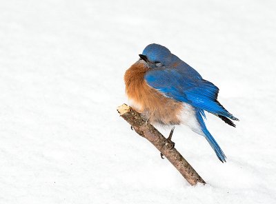 Eastern Bluebird in Winter