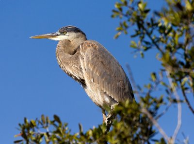 Great Blue Heron at the 10,000 Islands NWR
