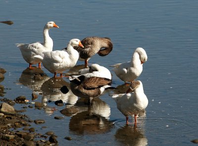 Goose Gathering