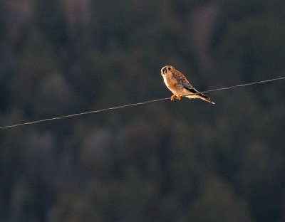  American Kestrel