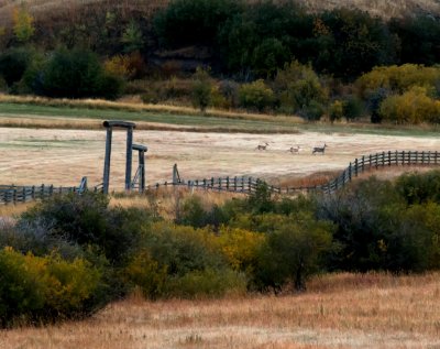  Mule Deer