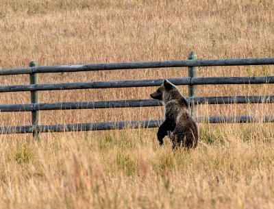 Prowlin' and a growlin' and a sniffin' the air