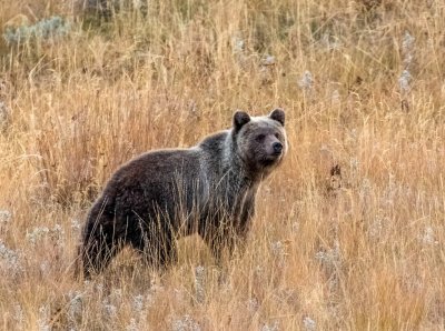  Young Grizzly Bear - Gallatin Mountains Montana
