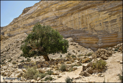 נו, אז יש עץ לדוגמא