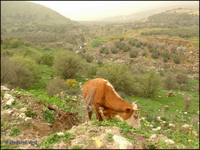  נוף במעלה נחל סער