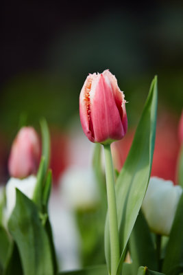 Tulipmania at Gardens by the Bay