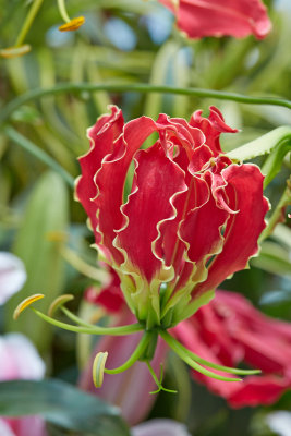 Tulipmania at Gardens by the Bay
