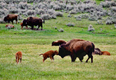 Bison Family, Yellowstone