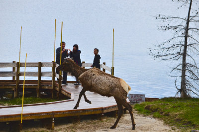 Elk, Yellowstone