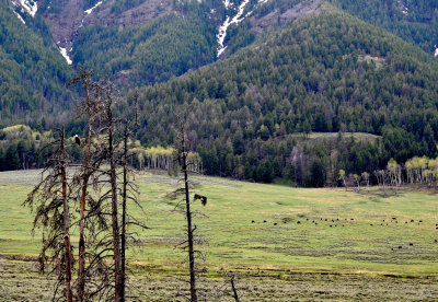 Bald Eagles and Bison, Yellowstone