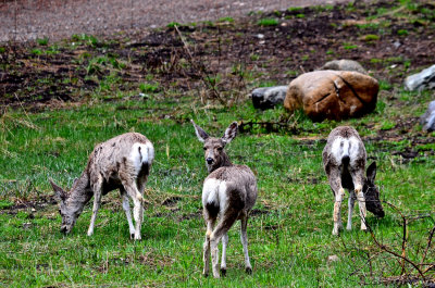 Mule Deer, Yellowstone.