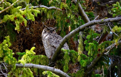 Great Horned Owl, Mammoth Hot Springs, Yellowstone