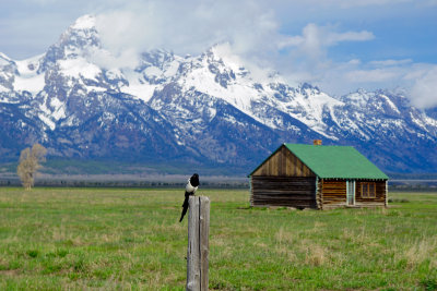 Magpie at the Moulton Barns, Jackson Hole, Wyoming