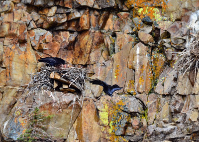 Feeding Time in Yellowstone