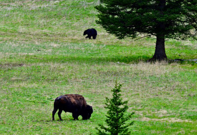 Bear and Bison, Yellowstone
