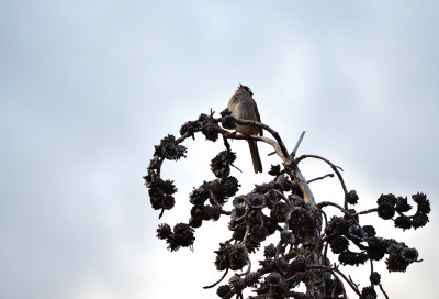 Good Morning Song, Yellowstone