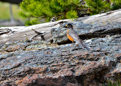 American Robin, Yellowstone