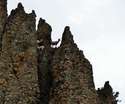 Good Climbers, Yellowstone