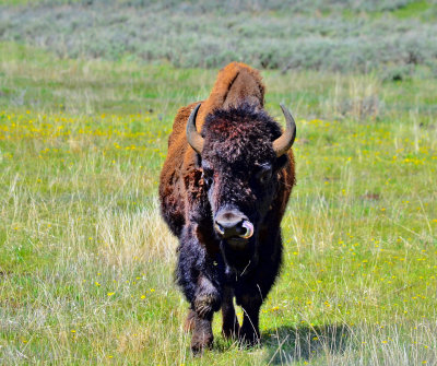 Bison in Lamar Valley, Yellowstone