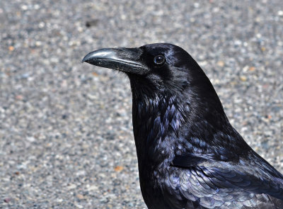 Raven, Yellowstone