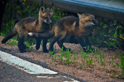 Fox cubs (through the windshield of our rental car), Boulder Mountain Park, Colorado
