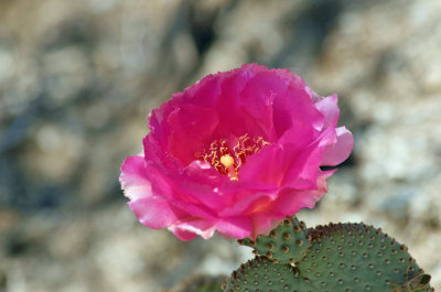 Anza Borrego 2016