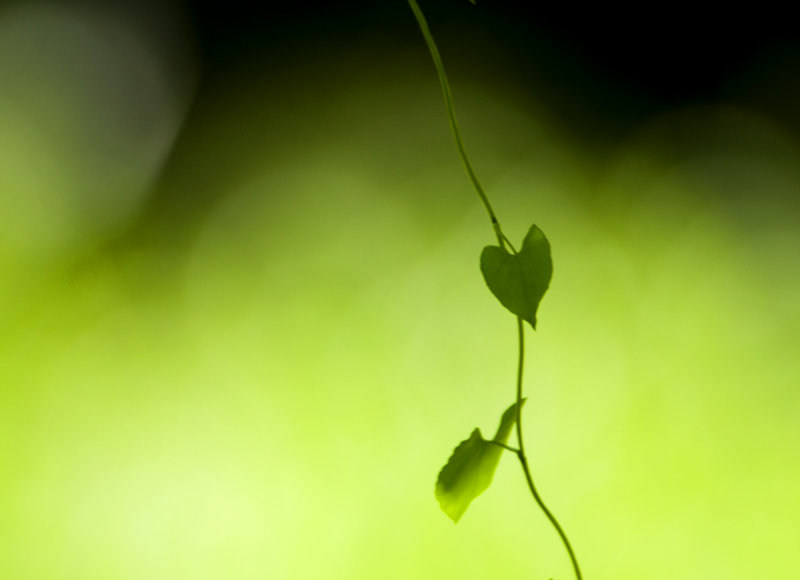 a heart for donna 497