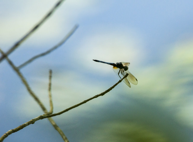 perched 074