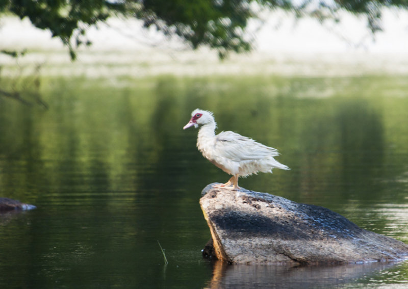 ugly duckling 121