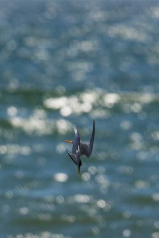 terns 510