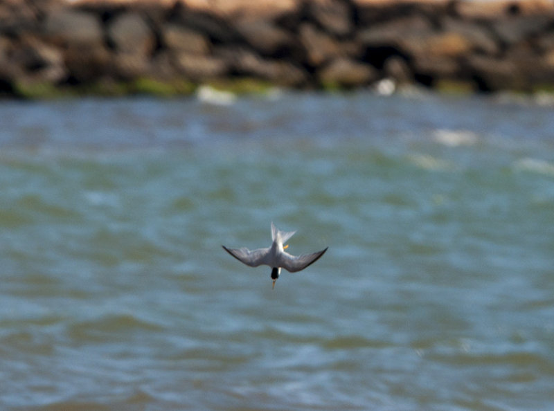 terns 501