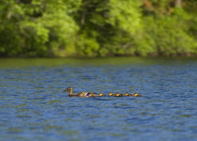 ducks in a row 789