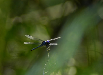 dragonfly 033